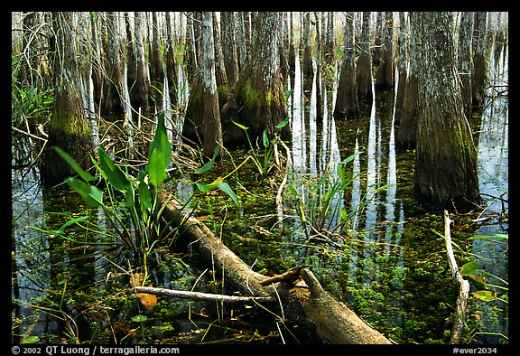 Freshwater marsh environment. Everglades National Park, Florida, USA.