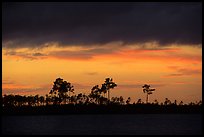Stormy sunset and pine trees,  Pine Glades Lake. Everglades National Park, Florida, USA. (color)