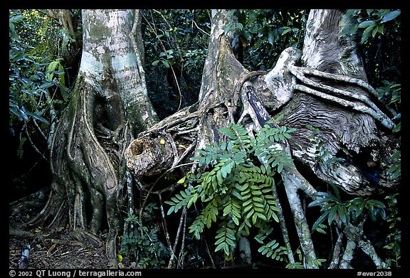 Strangler Fig (Ficus aurea) roots in tropical hardwood hammock. Everglades National Park (color)