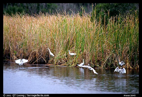 White Herons. Everglades National Park, Florida, USA.
