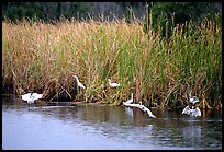 White Herons. Everglades National Park, Florida, USA. (color)
