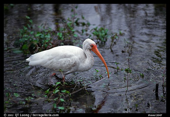 Ibis. Everglades National Park, Florida, USA.