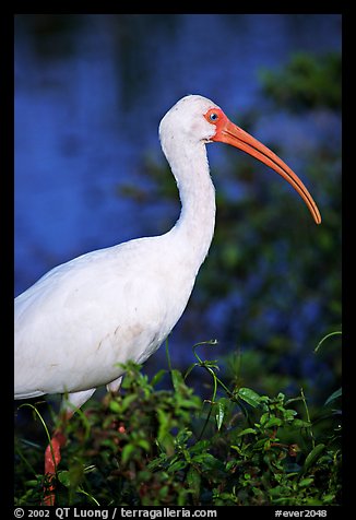 White Ibis. Everglades National Park, Florida, USA.