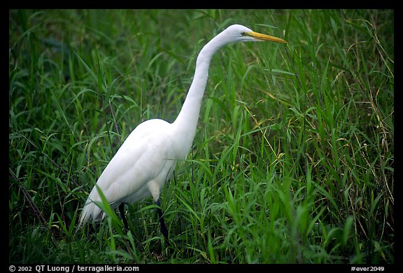 Great White Heron. Everglades National Park, Florida, USA.