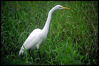 Great White Heron. Everglades National Park, Florida, USA. (color)