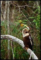 Ahinga. Everglades National Park, Florida, USA. (color)