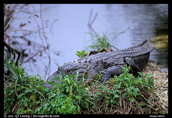 Alligator (scientific name: Alligator mississippiensis). Everglades National Park, Florida, USA.