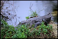 Alligator (scientific name: Alligator mississippiensis). Everglades National Park ( color)