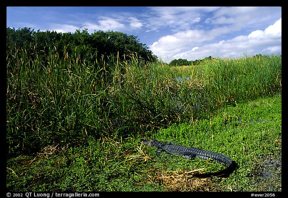 Alligator at Eco Pond. Everglades  National Park, Florida, USA.