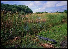 Alligator resting on grass near Eco Pond. Everglades National Park ( color)