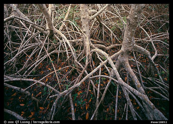 Red mangroves. Everglades National Park, Florida, USA.