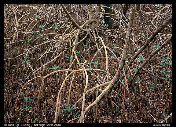 Intricate root system of red mangroves. Everglades National Park, Florida, USA.