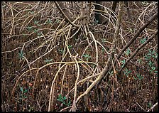 Intricate root system of red mangroves. Everglades  National Park ( color)