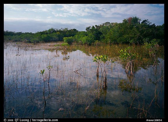 Mixed marsh ecosystem with mangrove shrubs near Parautis pond, morning. Everglades National Park, Florida, USA.