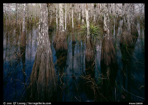 Cypress dome with trees growing out of dark swamp. Everglades National Park, Florida, USA.