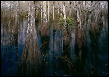 Cypress dome with trees growing out of dark swamp. Everglades National Park ( color)