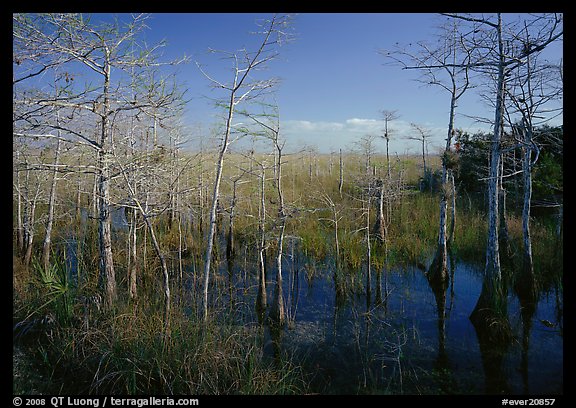 Pond Cypress (Taxodium ascendens) near Pa-hay-okee, morning. Everglades National Park, Florida, USA.
