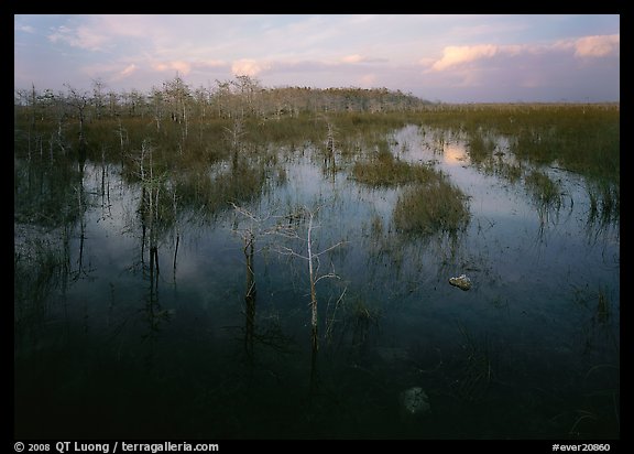 Freshwater marsh with Pond Cypress and sawgrass, evening. Everglades National Park, Florida, USA.
