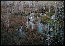 Freshwater swamp with sawgrass and cypress seen from above, Pa-hay-okee. Everglades National Park, Florida, USA.