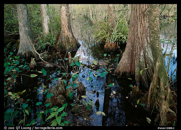 Large bald cypress (Taxodium distichum) and cypress knees in dark swamp water. Everglades National Park, Florida, USA.