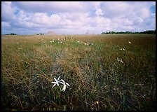 Swamp lilly (Crinum americanum) and sawgrass (Cladium jamaicense). Everglades National Park, Florida, USA.