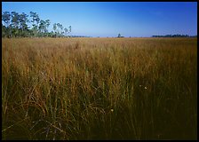 Sawgrass (Cladium jamaicense). Everglades National Park, Florida, USA. (color)