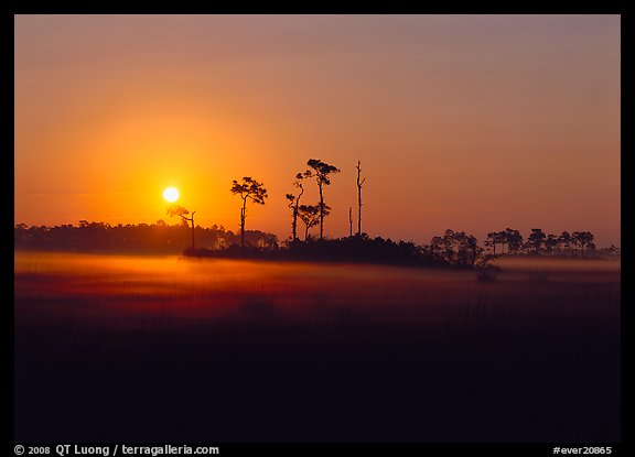 Pine trees and fog at sunrise. Everglades National Park, Florida, USA.