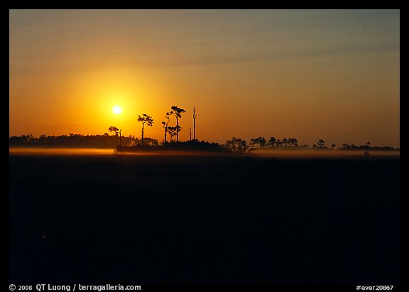 Sunrise with pine trees and ground fog over meadow. Everglades National Park, Florida, USA.