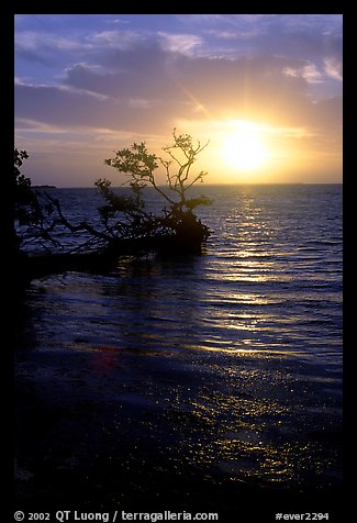 Sun rising over fallen Mangrove tree, Florida Bay. Everglades National Park (color)