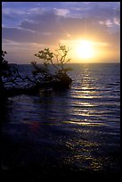 Sun rising over fallen Mangrove tree, Florida Bay. Everglades National Park, Florida, USA.