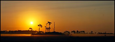 Landscape of pine trees and grasslands at sunrise. Everglades National Park (Panoramic color)