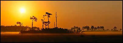 Sunrise landscape with mist on the ground. Everglades National Park (Panoramic color)