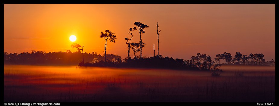 Sun rises above pine trees and a layer of mist on the ground. Everglades National Park, Florida, USA.