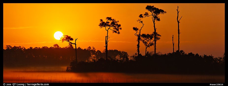 Sun rises above isolated pine trees. Everglades National Park, Florida, USA.