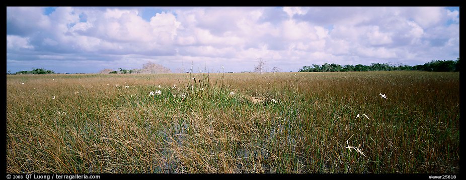 Marsh landscape with swamp lillies. Everglades National Park (color)