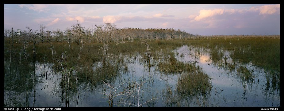 Swamp landscape in the evening. Everglades  National Park (color)