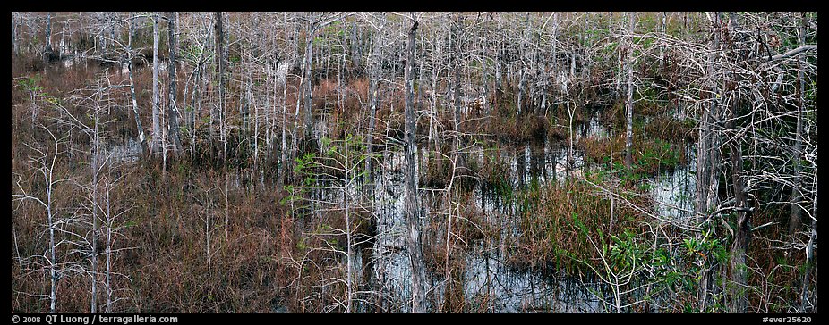 Cypress trees and marsh. Everglades National Park, Florida, USA.