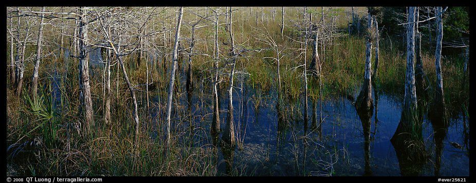 Marsh scene with cypress trees and reflections. Everglades  National Park (color)