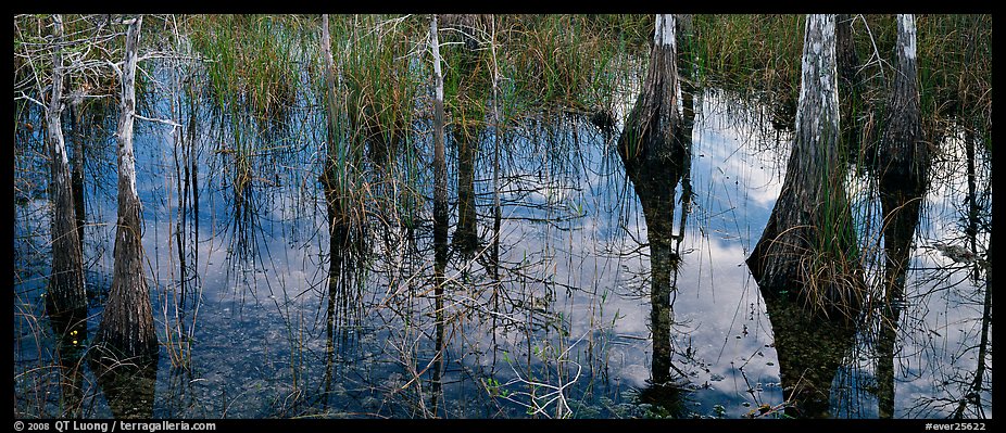 Calm sky and cypress trees reflections. Everglades National Park (color)