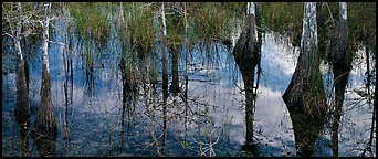 Calm sky and cypress trees reflections. Everglades National Park (Panoramic color)