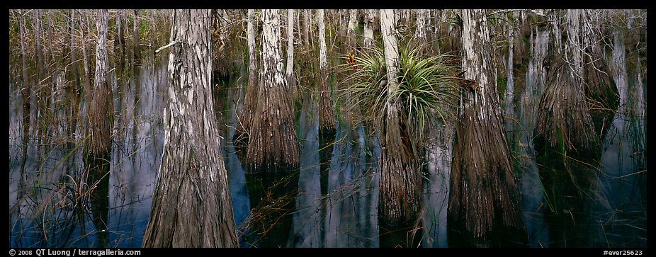 Bald cypress growing out of dark swamp water. Everglades  National Park (color)