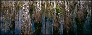 Bald cypress growing out of dark swamp water. Everglades National Park (Panoramic color)