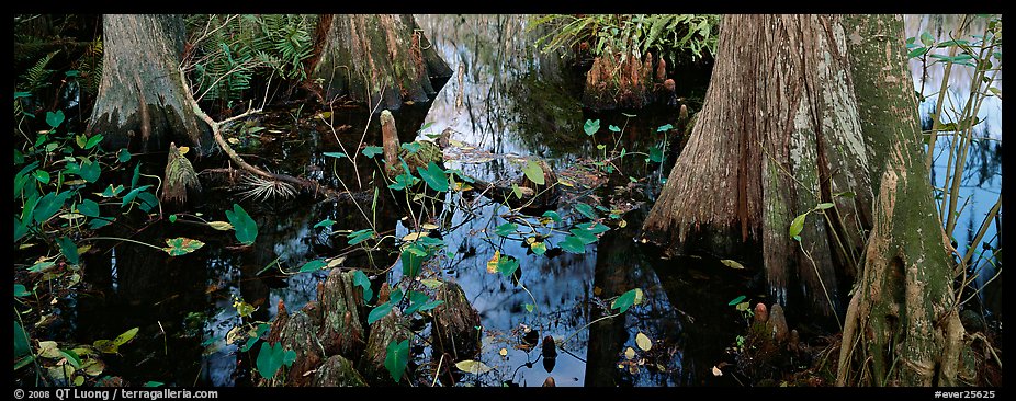 Large bald cypress roots and knees. Everglades  National Park (color)