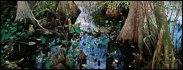 Large bald cypress roots and knees. Everglades National Park (Panoramic color)