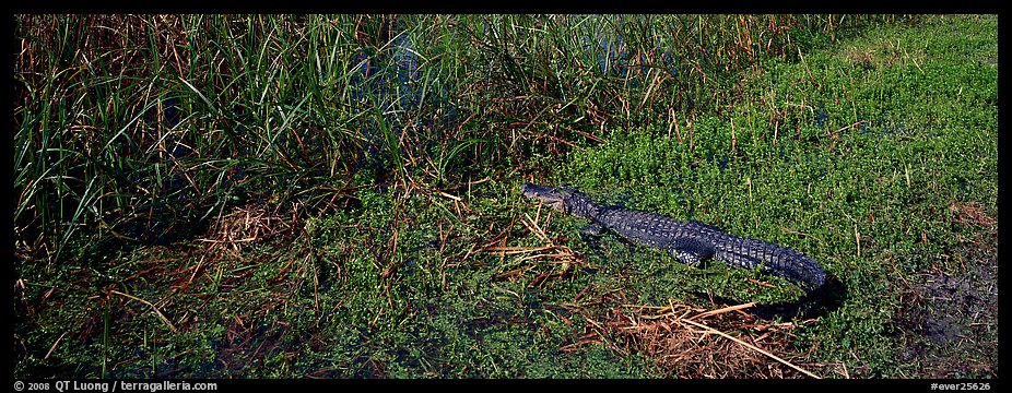 Young alligator. Everglades  National Park (color)