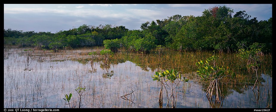 Mixed Marsh landscape with mangroves. Everglades  National Park (color)