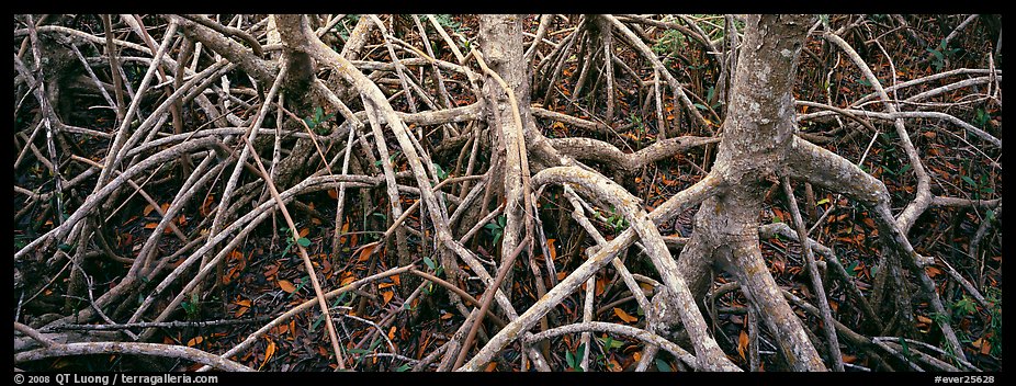 Tangle of mangrove roots and branches. Everglades National Park (color)