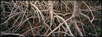 Tangle of mangrove roots and branches. Everglades National Park (Panoramic color)