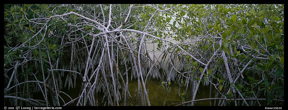 Mangrove landscape. Everglades National Park, Florida, USA.