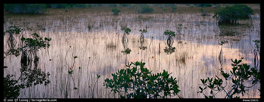 Mangroves and reflexions. Everglades  National Park (color)